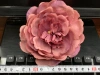 Single-flower type details Picture